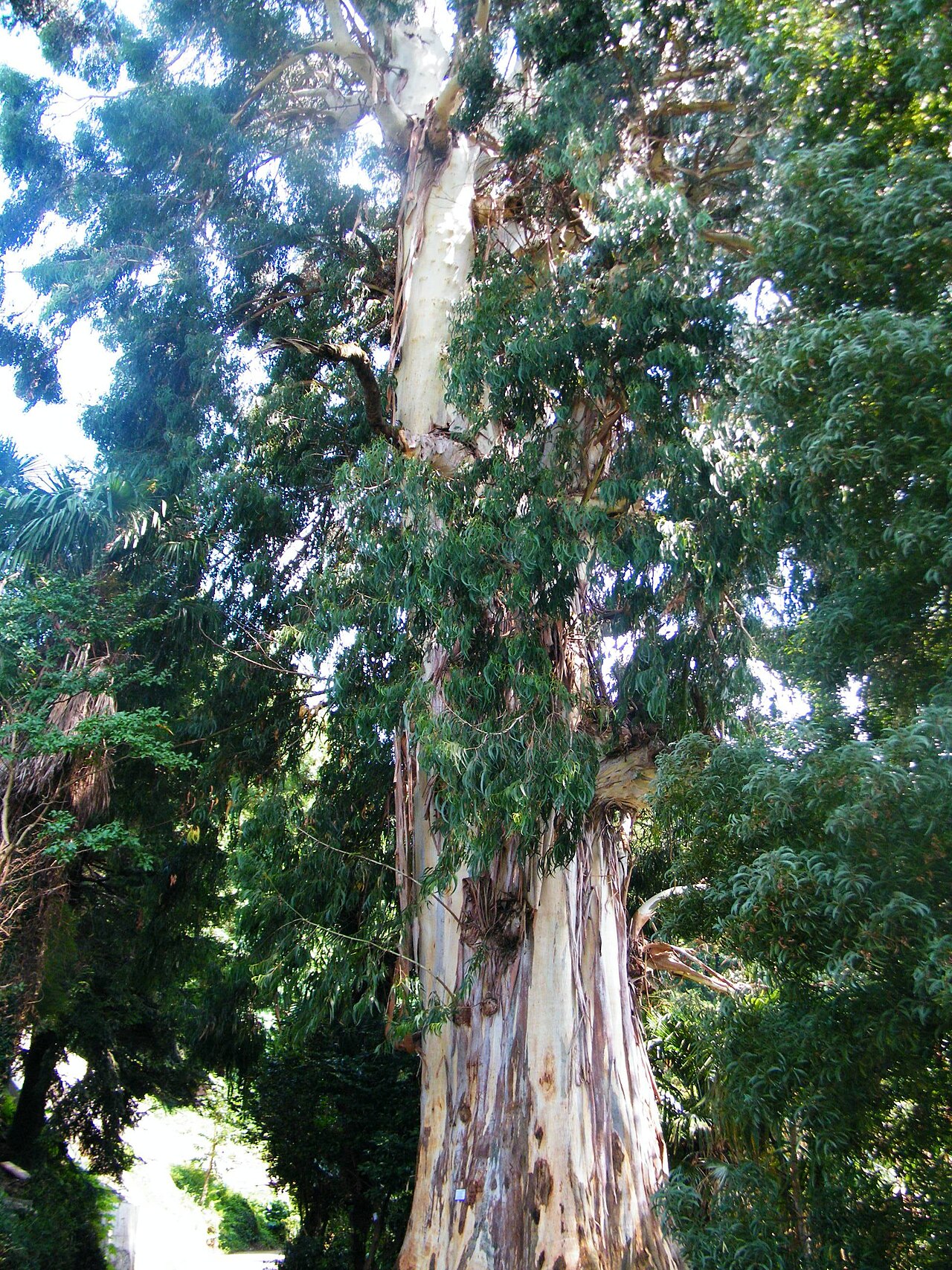 Manna gum: Eucalyptus viminalis . Batumi Botanical Garden.