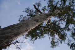 Manna gum (Eucalyptus viminalis)