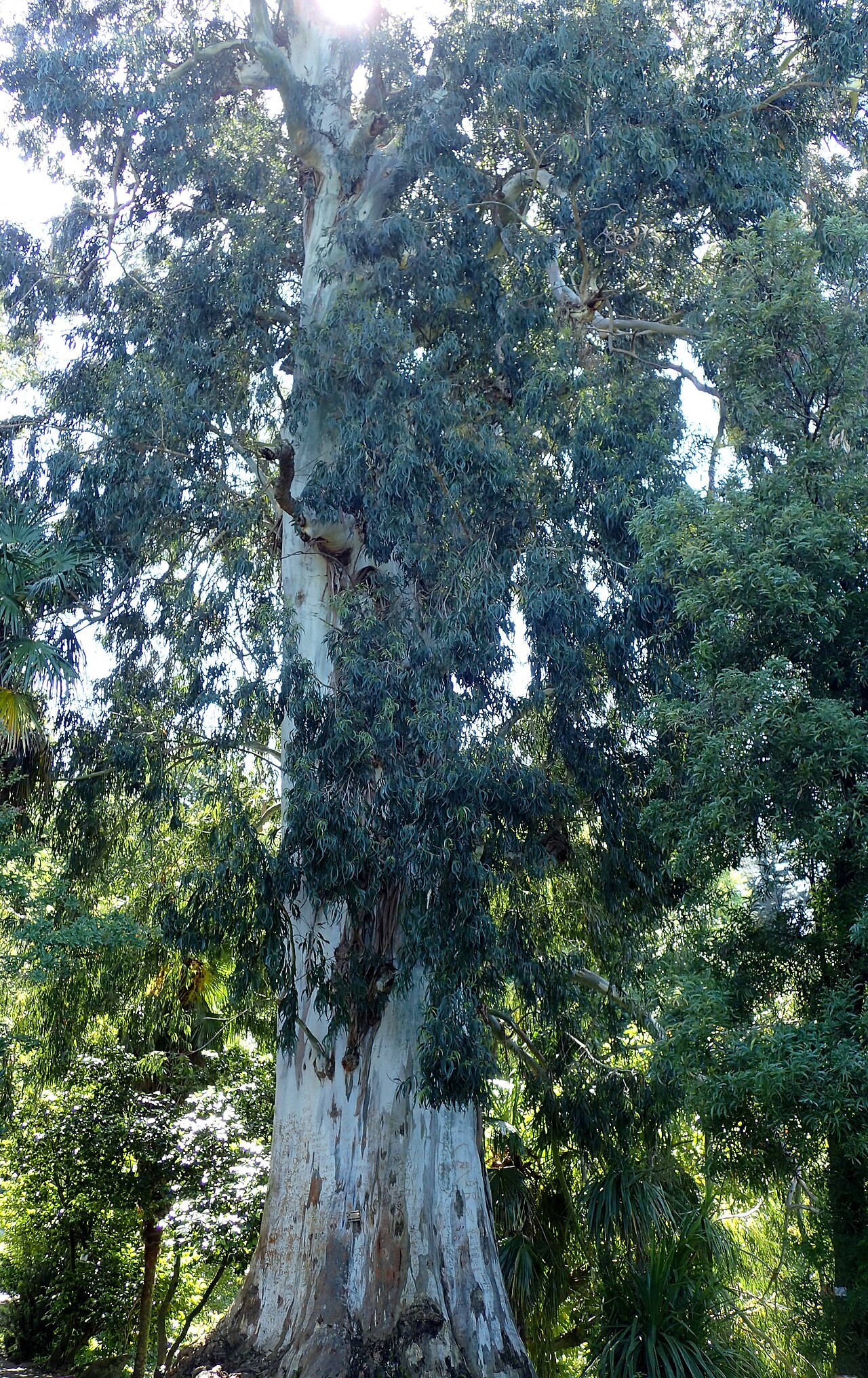 Manna gum: Eucalyptus viminalis in botanical garden in Batumi