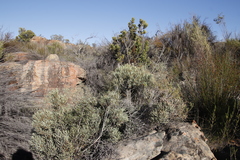 Euclea acutifolia (Euclea acutifolia)