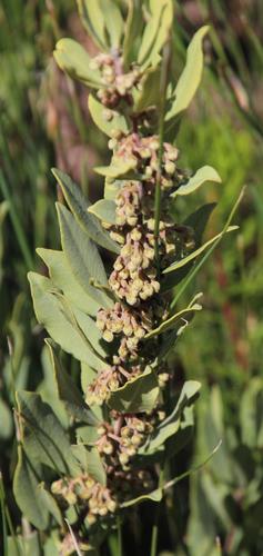 Euclea acutifolia (Euclea acutifolia)