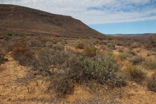 Euclea acutifolia (Euclea acutifolia)