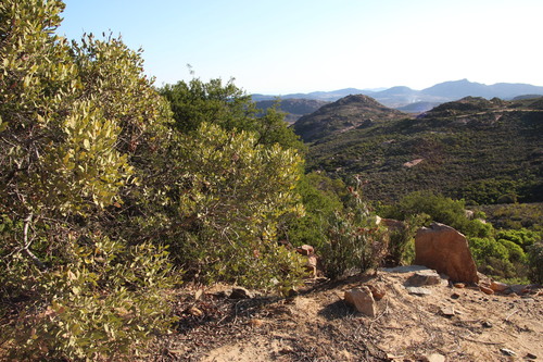 Euclea acutifolia (Euclea acutifolia)