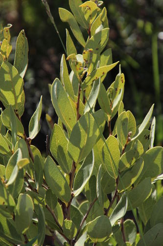 Euclea acutifolia (Euclea acutifolia)