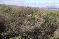 Euclea acutifolia (Euclea acutifolia)