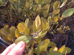 Euclea acutifolia (Euclea acutifolia)