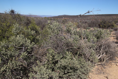 Euclea acutifolia (Euclea acutifolia)