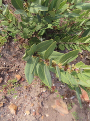 Euclea acutifolia (Euclea acutifolia)