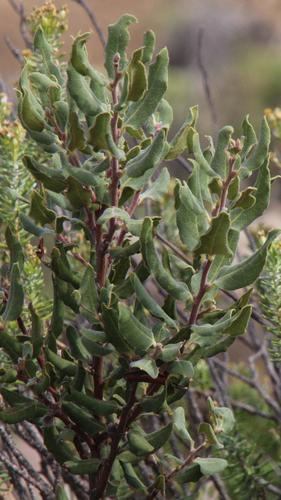 Euclea coriacea (Euclea coriacea)