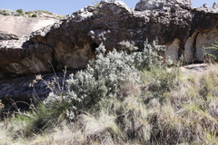 Euclea coriacea (Euclea coriacea)