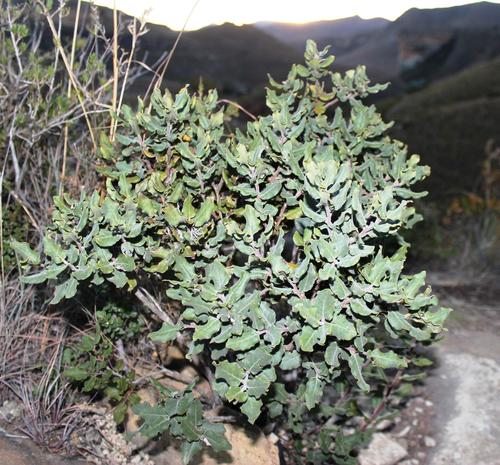 Euclea coriacea (Euclea coriacea)