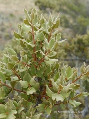 Euclea coriacea (Euclea coriacea)