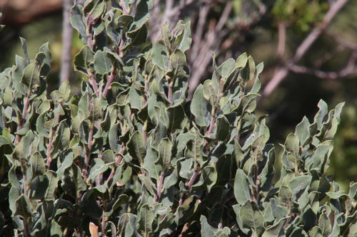 Euclea coriacea (Euclea coriacea)