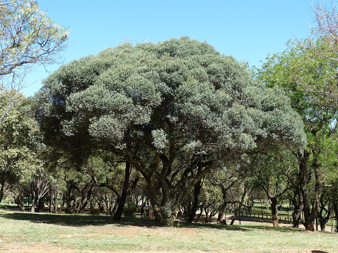 Blue guarri: Blue guarri at the Union Buildings, Pretoria