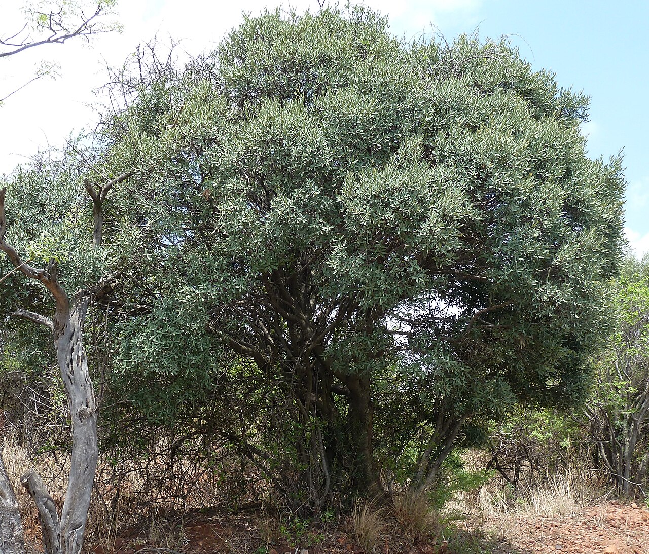 Blue guarri: Blue Guarri at Schanskop, Pretoria