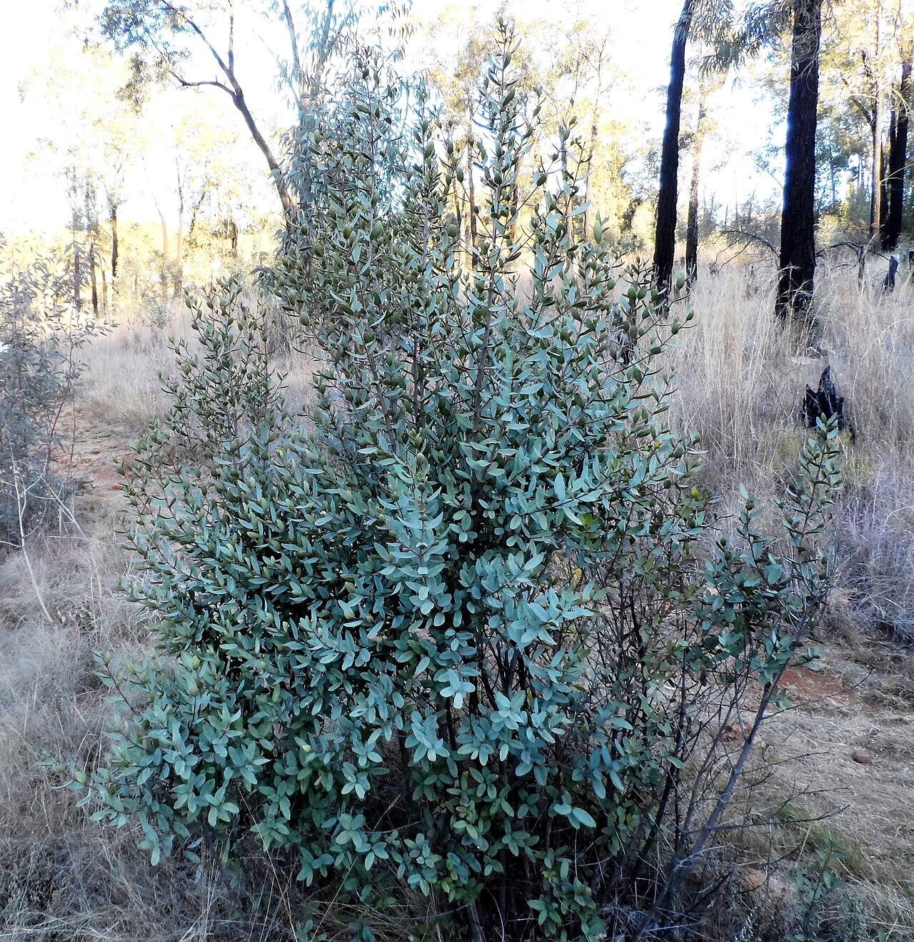 Blue guarri: Habit of Euclea crispa sapling at Smuts Koppie