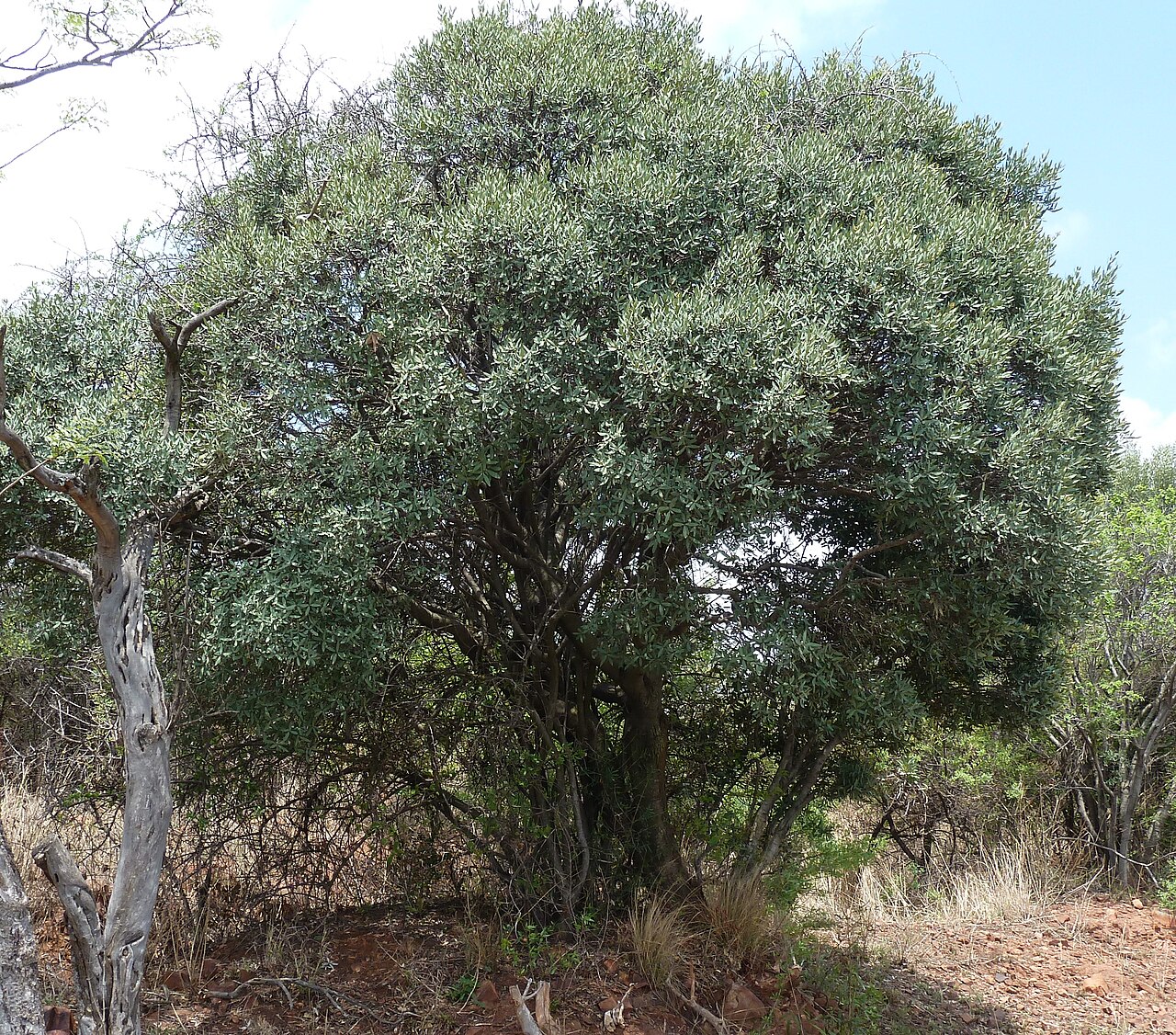 Blue guarri: Blue Guarri at Schanskop, Pretoria