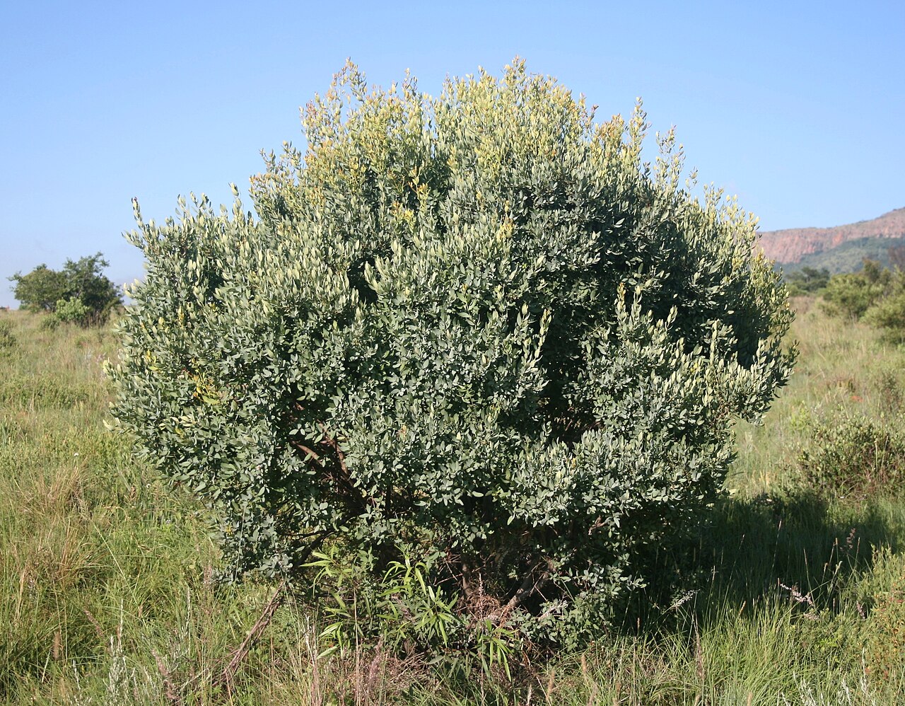 Blue guarri: Habit of Euclea crispa at Skeerpoort