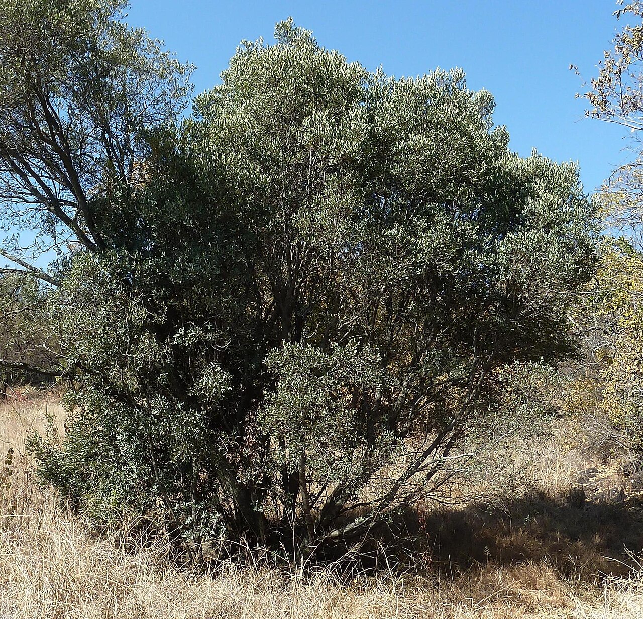 Blue guarri: Blue guarri in Eugene Marais Park, Pretoria