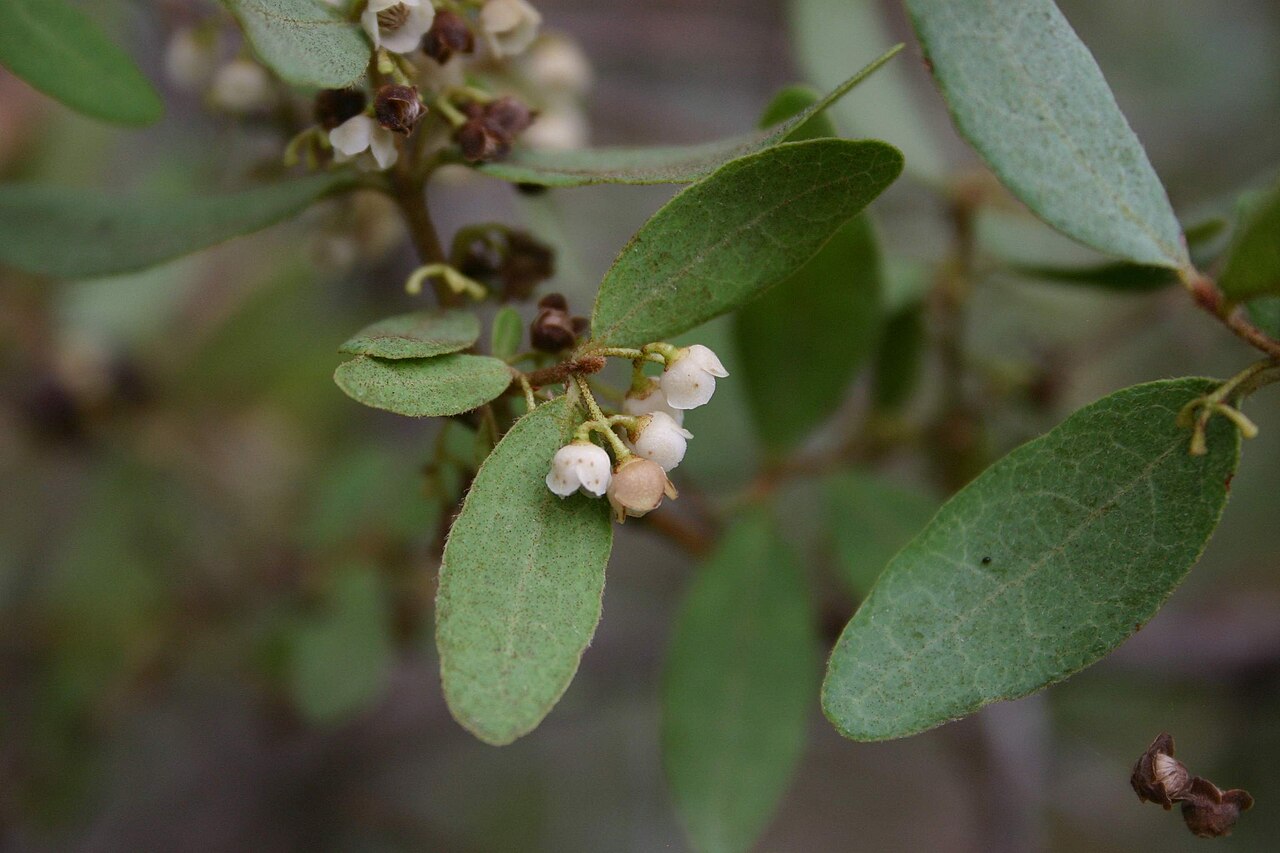 Blue guarri: Blue guarri flowers and foliage at Hamerkop near Sparkling Waters, Magaliesberg, South Africa