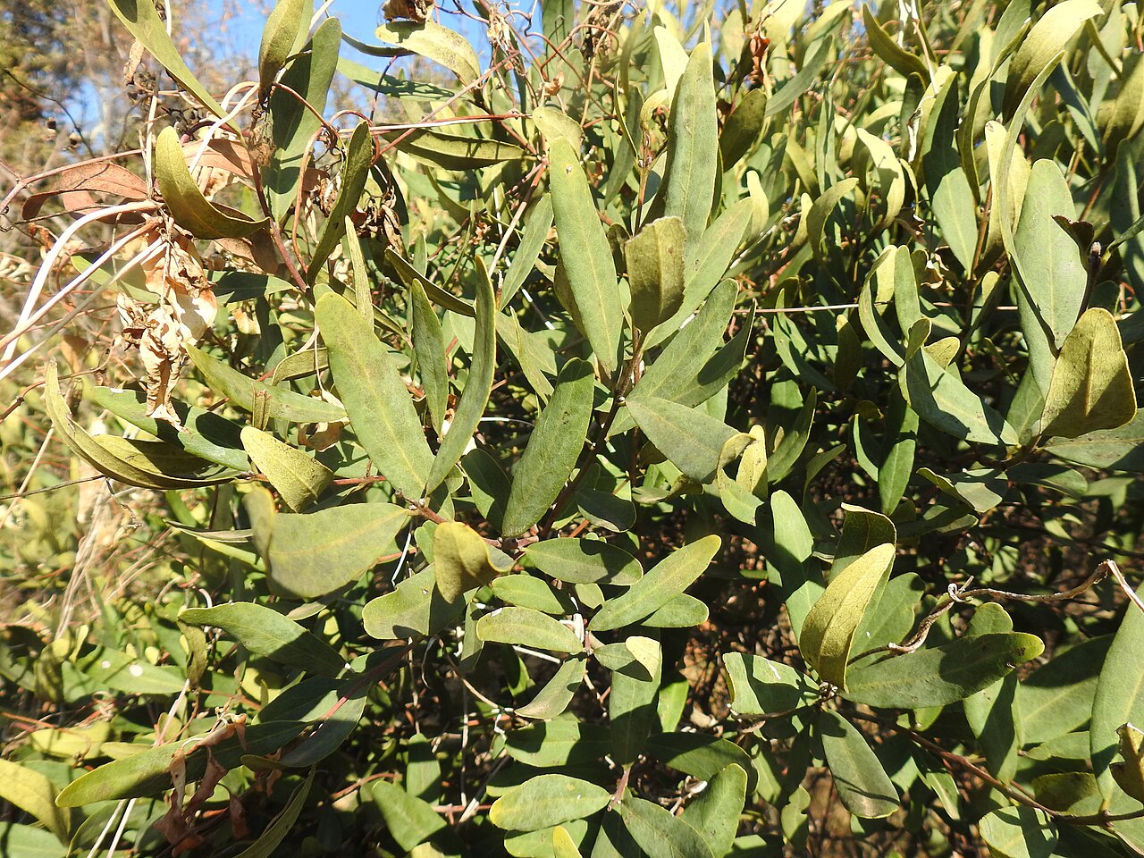 Blue guarri: Blue Guarri (Euclea crispa ssp. crispa). Subspecies of plant.