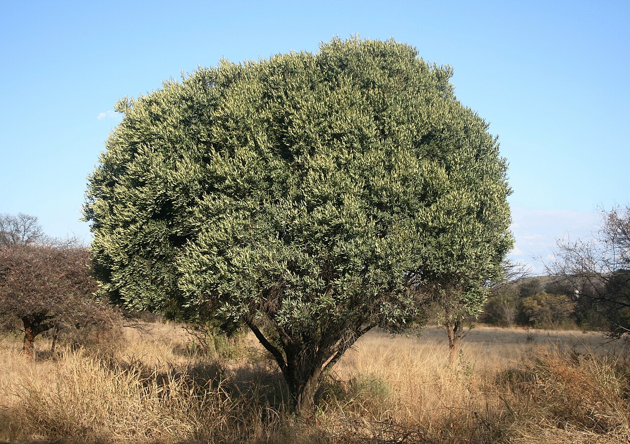 Blue guarri: Habit of Euclea crispa at Pretoria National Botanical Garden