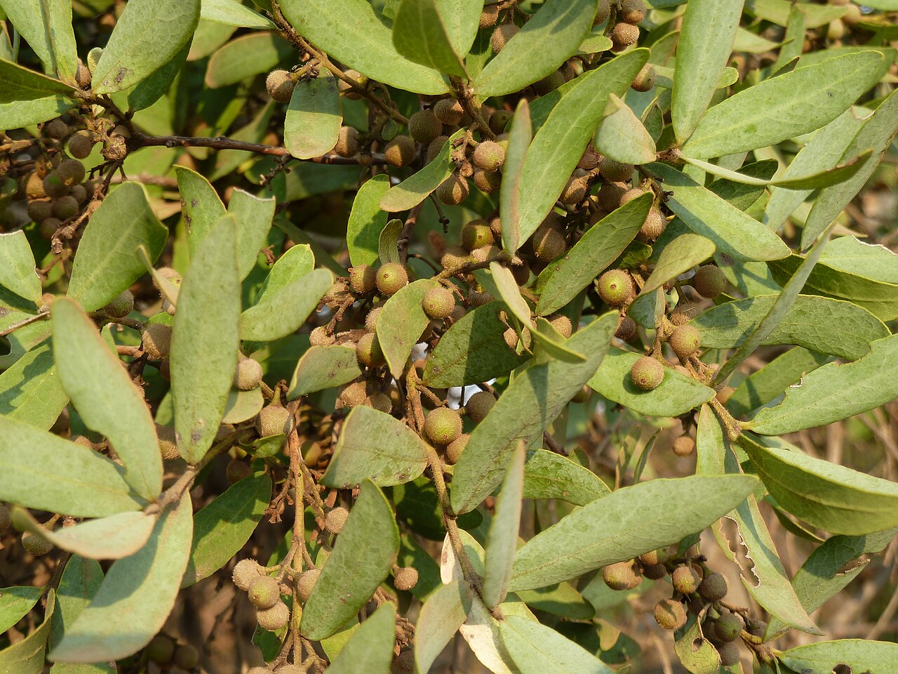 Blue guarri: Foliage and fruit of a Blue guarri at Nkwe, near Pretoria, Gauteng
