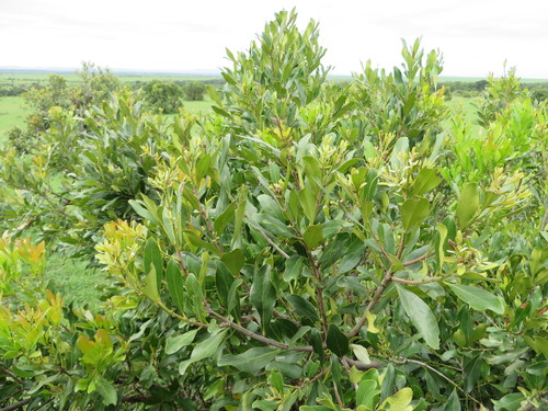 Euclea divinorum (Euclea divinorum)