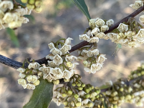 Euclea divinorum (Euclea divinorum)
