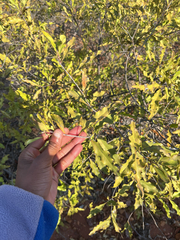 Euclea divinorum (Euclea divinorum)