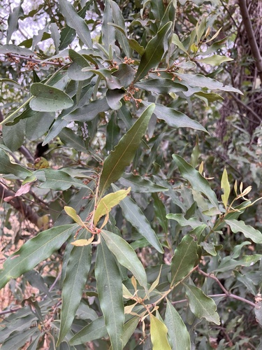 Euclea divinorum (Euclea divinorum)