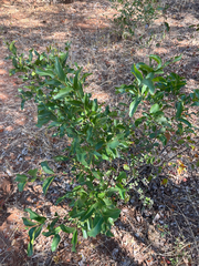 Euclea divinorum (Euclea divinorum)