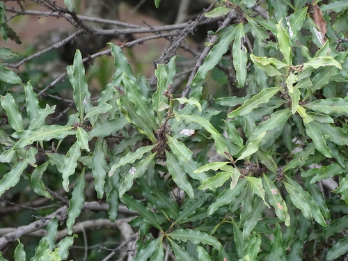 Euclea divinorum (Euclea divinorum)
