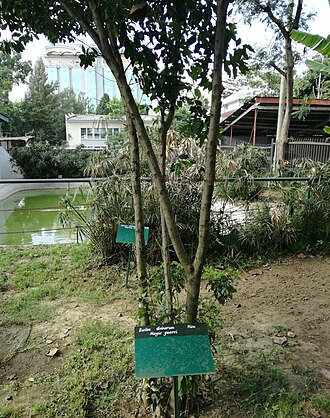 Euclea divinorum: Euclea divinorum