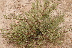 Euclea lancea (Euclea lancea)