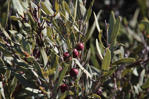 Euclea lancea (Euclea lancea)