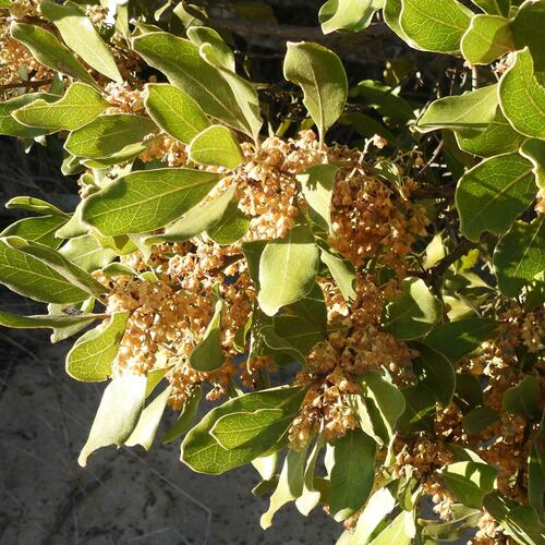 Euclea natalensis (Euclea natalensis)