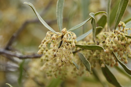 Euclea natalensis (Euclea natalensis)