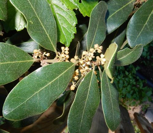 Euclea natalensis (Euclea natalensis)