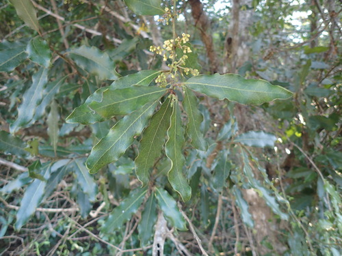 Euclea natalensis (Euclea natalensis)