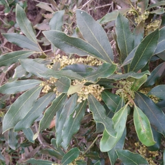 Euclea natalensis (Euclea natalensis)