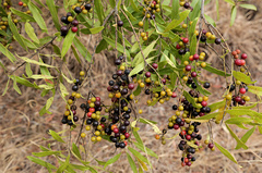 Euclea natalensis (Euclea natalensis)