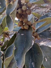 Euclea natalensis (Euclea natalensis)