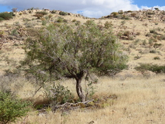 Cape ebony (Euclea pseudebenus)