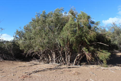 Cape ebony (Euclea pseudebenus)