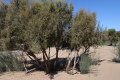 Cape ebony (Euclea pseudebenus)