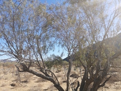 Cape ebony (Euclea pseudebenus)