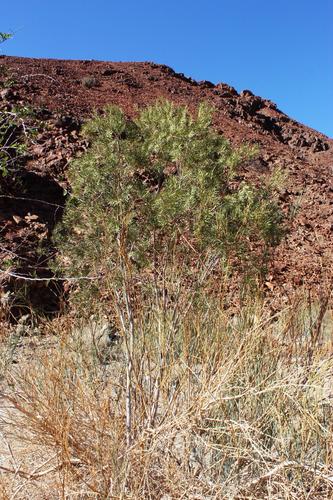 Cape ebony (Euclea pseudebenus)