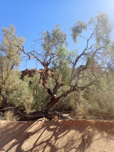 Cape ebony (Euclea pseudebenus)