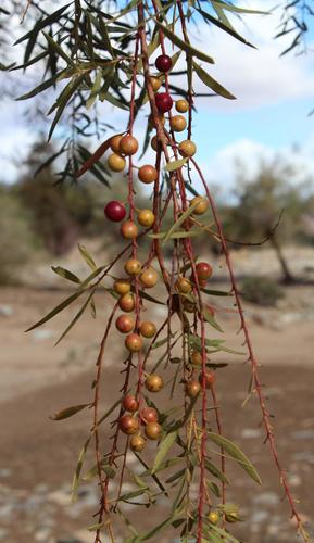 Cape ebony (Euclea pseudebenus)